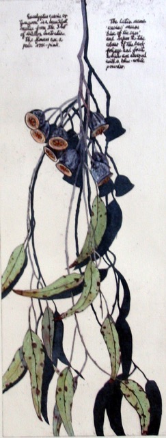 Eucalyptus caesia (etching 50x20cm)